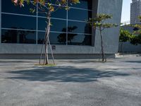 three trees outside an office building with city views reflected in the window windows and red fire hydrant