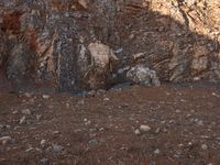 an animal walks up the side of a hill near a large rock wall by itself