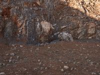 an animal walks up the side of a hill near a large rock wall by itself