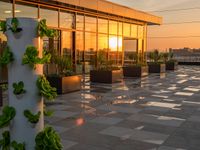 planters are on the roof of an office building, in front of the sun and sunset