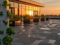 planters are on the roof of an office building, in front of the sun and sunset