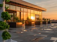 planters are on the roof of an office building, in front of the sun and sunset