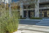 tall grass in a pot beside the road by a building in city setting on sunny day