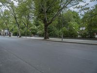 an empty city street is next to the trees on both sides of the street is several signs