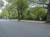 an empty city street is next to the trees on both sides of the street is several signs