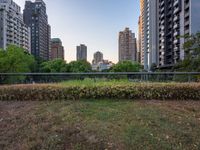 the grassy field in front of tall buildings in a city at twilight, with bushes and bushes