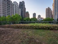 the grassy field in front of tall buildings in a city at twilight, with bushes and bushes