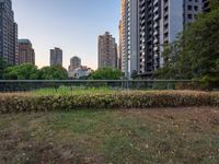 the grassy field in front of tall buildings in a city at twilight, with bushes and bushes