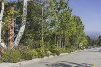 an image of some bushes and trees on a city street in the daytime sun with a car in the foreground