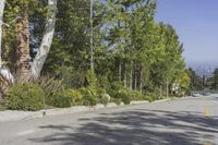 an image of some bushes and trees on a city street in the daytime sun with a car in the foreground