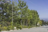 an image of some bushes and trees on a city street in the daytime sun with a car in the foreground