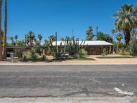 a city street lined with parked cars and palm trees in the background of this photo