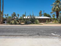 a city street lined with parked cars and palm trees in the background of this photo