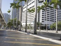 a palm tree lined street in front of tall buildings on a sunny day in florida