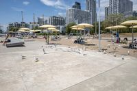 a bunch of birds walking on a beach near the water and buildings in the background
