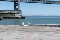 Cityscape of San Francisco: Clear Sky and Urban Views