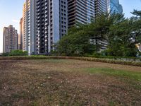 the large grassy area with many tall buildings in background and bushes on both sides of it