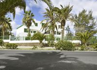 palm trees and a white building by the road in front of them near an empty street