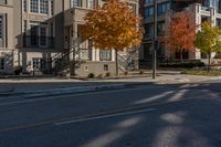 a tree is standing in the middle of an empty street between two buildings and a fire hydrant