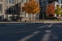 a tree is standing in the middle of an empty street between two buildings and a fire hydrant