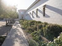 bushes grow along the sidewalk near the building at the end of a street with several windows