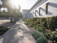 bushes grow along the sidewalk near the building at the end of a street with several windows