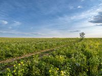 field with yellow flowers under blue cloudy sky in the distance at sunset - stock photo