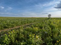 field with yellow flowers under blue cloudy sky in the distance at sunset - stock photo