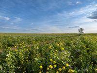 field with yellow flowers under blue cloudy sky in the distance at sunset - stock photo