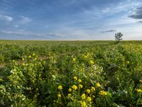 field with yellow flowers under blue cloudy sky in the distance at sunset - stock photo