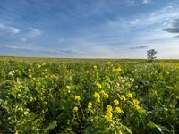 field with yellow flowers under blue cloudy sky in the distance at sunset - stock photo