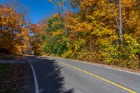 an empty road runs through a forest in autumn with lots of yellow and orange trees