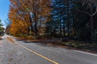 a yellow traffic sign is near a street with trees in the background, and fall colored leaves are laying on the ground