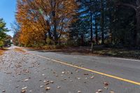 a yellow traffic sign is near a street with trees in the background, and fall colored leaves are laying on the ground