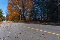 a yellow traffic sign is near a street with trees in the background, and fall colored leaves are laying on the ground