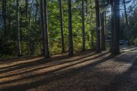 a trail surrounded by pine trees near a campsite at the bottom of a wooded area