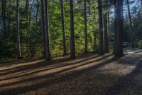 a trail surrounded by pine trees near a campsite at the bottom of a wooded area