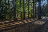 a trail surrounded by pine trees near a campsite at the bottom of a wooded area