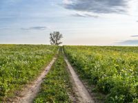 dirt road winding through open field under cloudy sky photo by ben demmer, creative commons