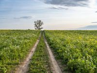 dirt road winding through open field under cloudy sky photo by ben demmer, creative commons