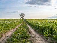 dirt road winding through open field under cloudy sky photo by ben demmer, creative commons