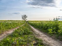 dirt road winding through open field under cloudy sky photo by ben demmer, creative commons