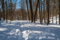 a forest with a few snow on the ground, and a lot of trees lining both sides