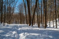 a forest with a few snow on the ground, and a lot of trees lining both sides