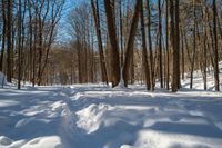 a forest with a few snow on the ground, and a lot of trees lining both sides