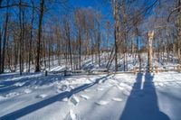 the bare trees in the woods are casting a shadow on a snowy field with lots of snow