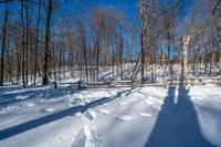 the bare trees in the woods are casting a shadow on a snowy field with lots of snow