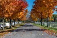 trees by a fence line the road in a field with fallen leaves on it,