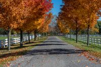 trees by a fence line the road in a field with fallen leaves on it,