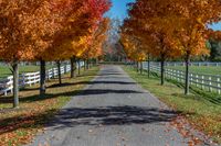 trees by a fence line the road in a field with fallen leaves on it,